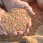 Wheat and hands of the old farmer