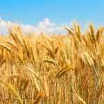 Wheat field