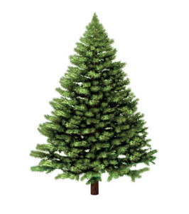 Christmas tree isolated on a white background without any decorations as a festive evergreen single plant with detailed pine needles for the holiday season including New Year.
